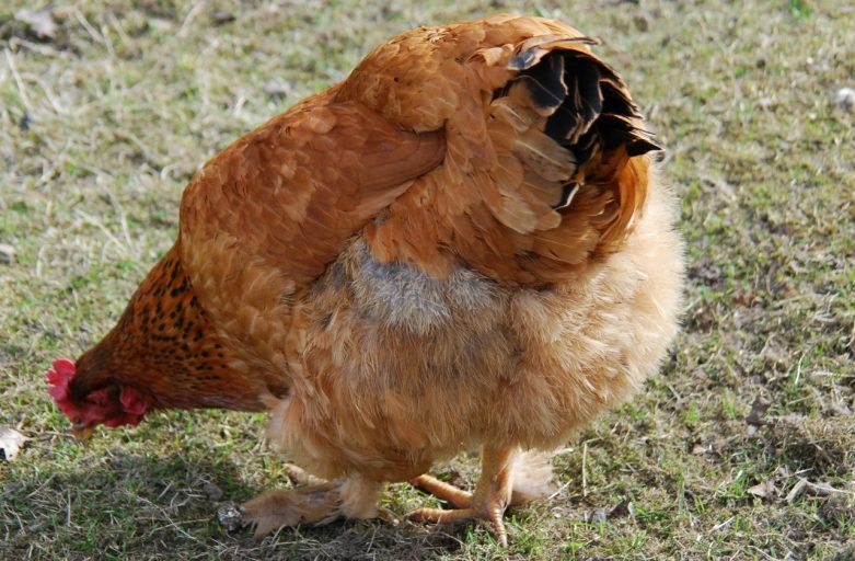 <span style="color: #333333;">Chickwalk: Bottoms up</span>