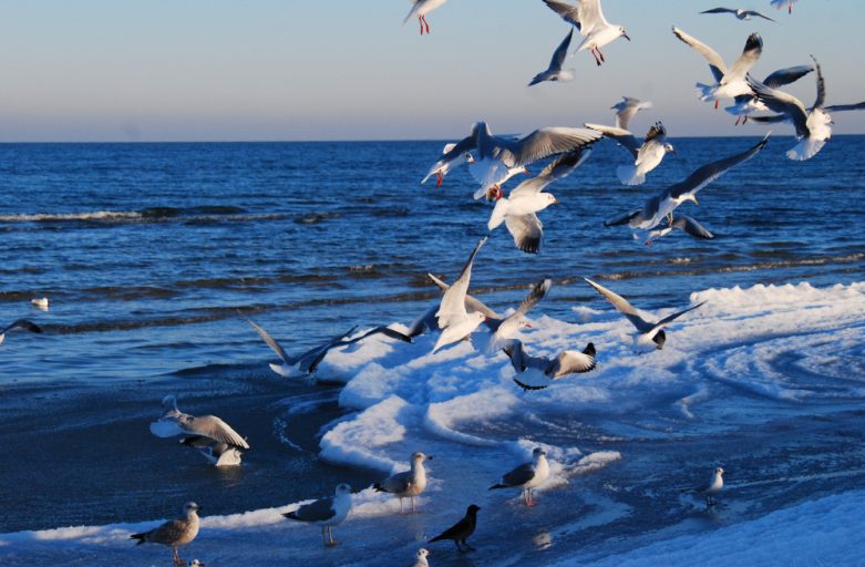 <span style="color: #333333;">Usedom on Ice</span>